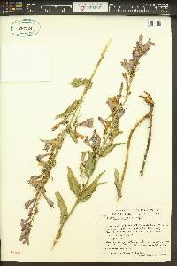 Penstemon venustus image
