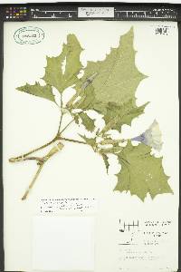 Datura stramonium image