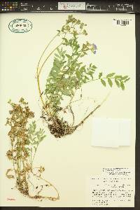 Polemonium californicum image