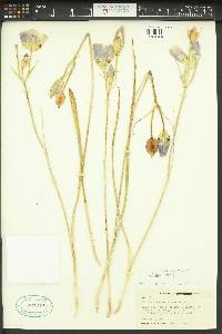 Calochortus nitidus image