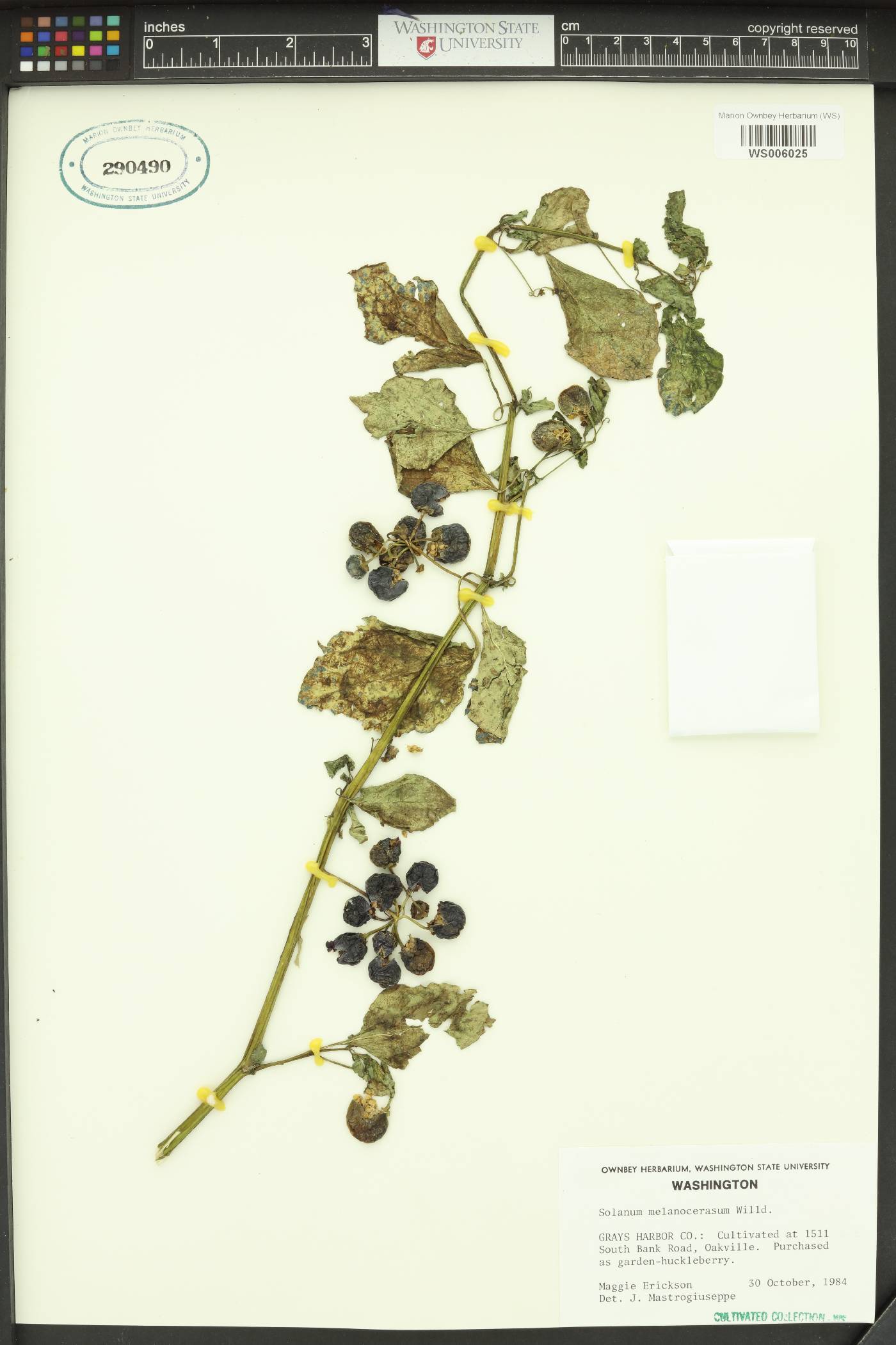 Solanum melanocerasum image