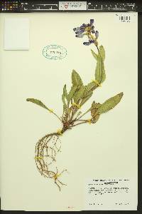 Penstemon pennellianus image