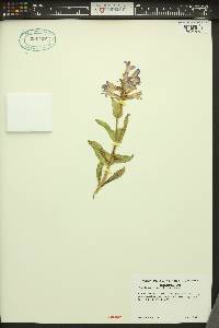 Penstemon pennellianus image