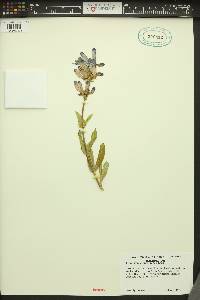 Penstemon pennellianus image