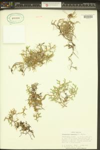 Selaginella rupestris image