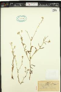 Cryptantha intermedia image