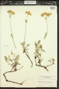 Eriogonum heracleoides image