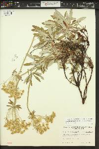 Eriogonum heracleoides image