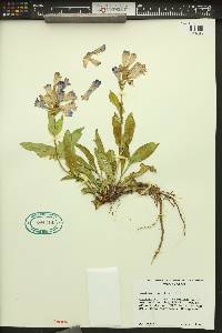Penstemon pennellianus image