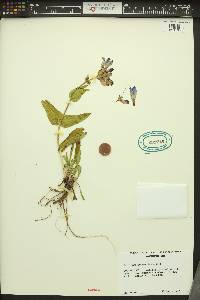 Penstemon pennellianus image