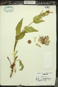 Penstemon pennellianus image