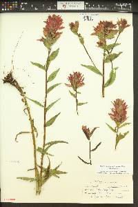 Castilleja miniata var. miniata image