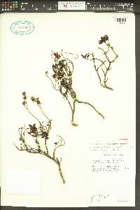 Penstemon fruticosus var. serratus image