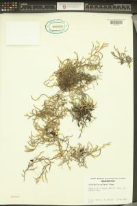 Selaginella wallacei image
