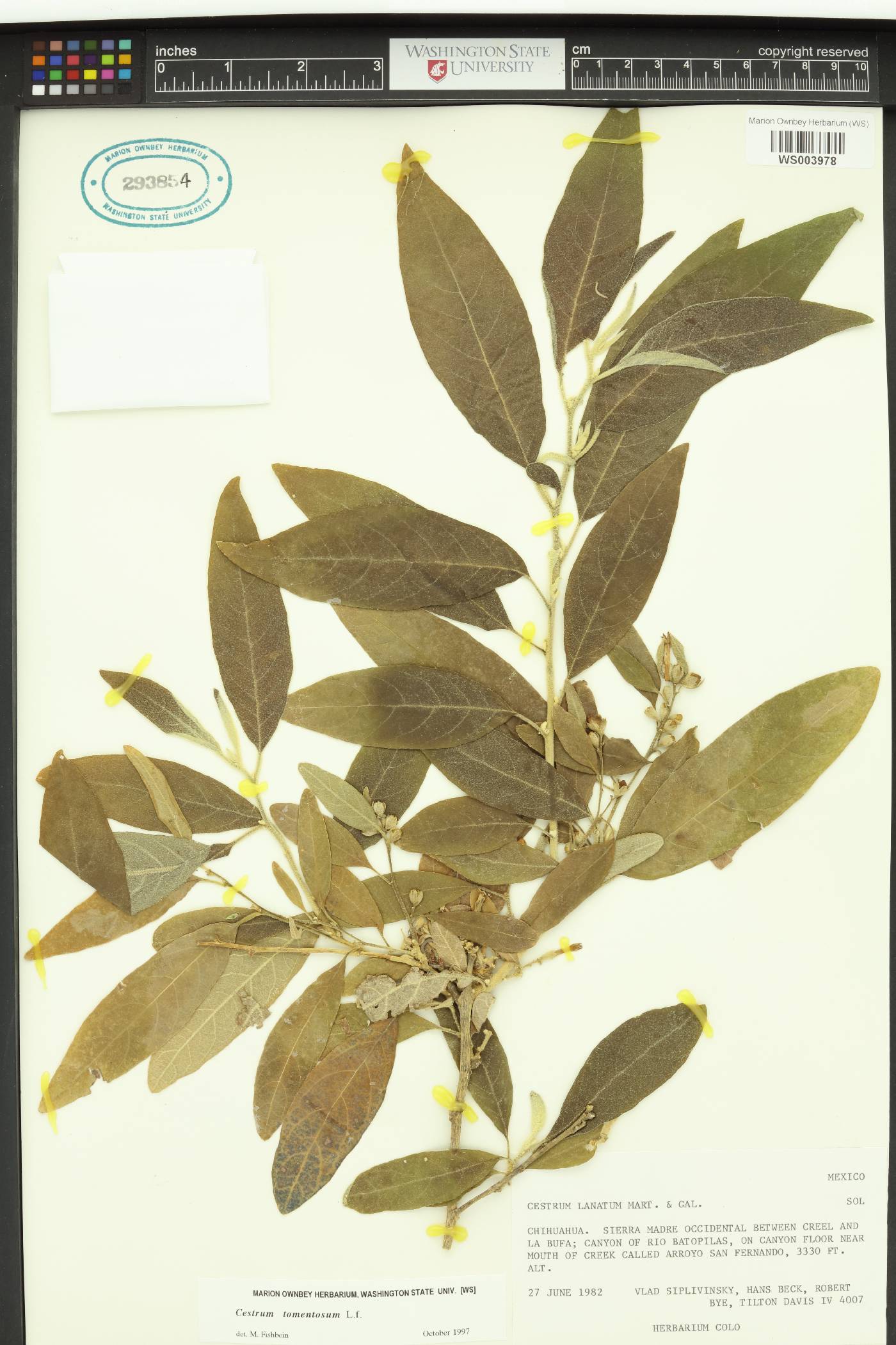 Cestrum tomentosum image