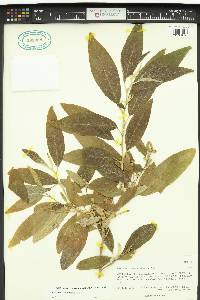 Cestrum tomentosum image