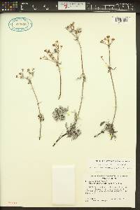 Eriogonum heracleoides image