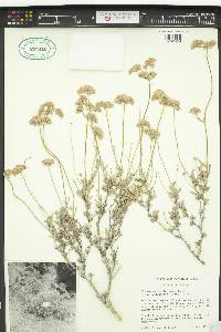 Eriogonum fasciculatum var. polifolium image