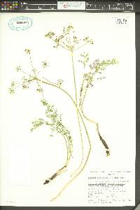 Lomatium serpentinum image