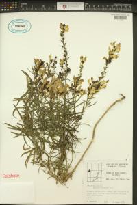 Linaria vulgaris image