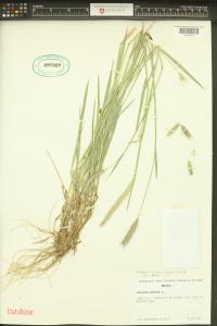 Hordeum brachyantherum image
