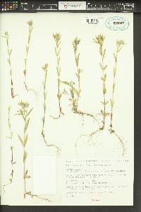 Phlox gracilis image