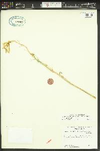Camassia leichtlinii subsp. leichtlinii image
