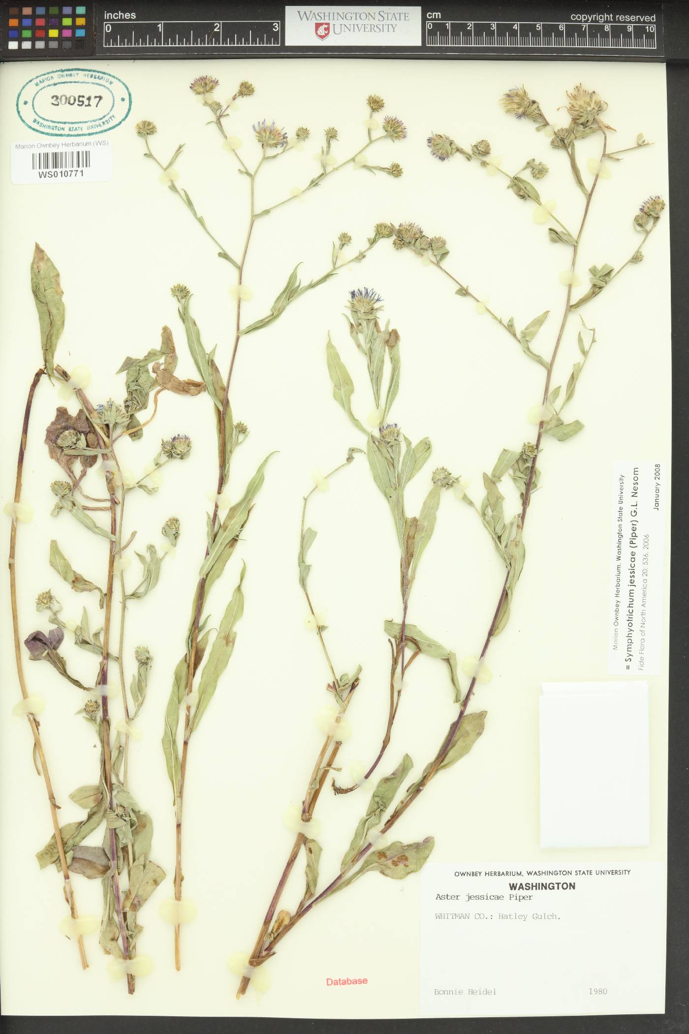 Symphyotrichum jessicae image