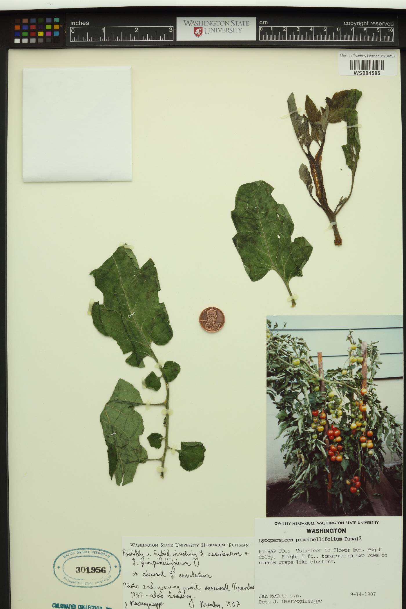 Lycopersicon pimpinellifolium image