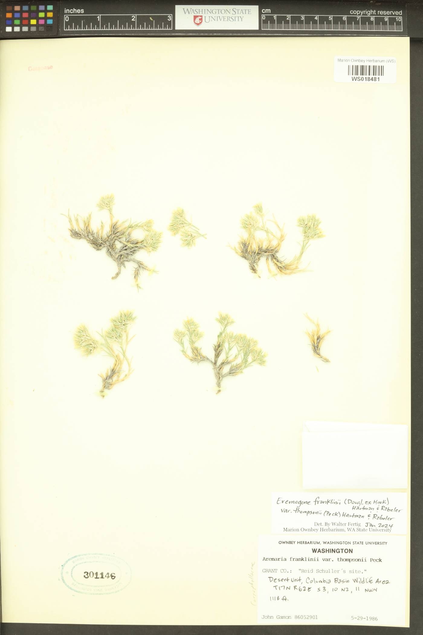 Eremogone franklinii var. thompsonii image