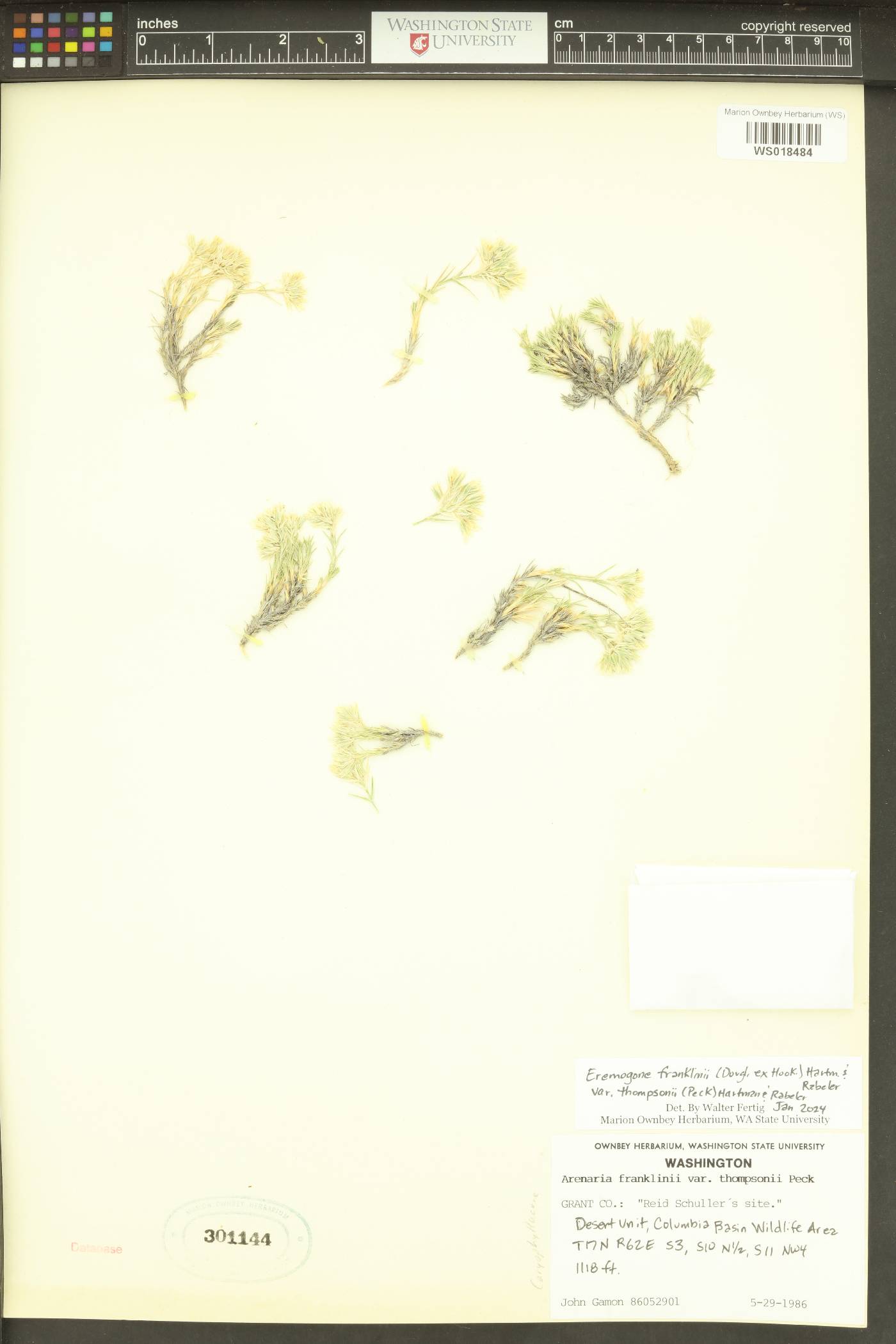 Eremogone franklinii var. thompsonii image