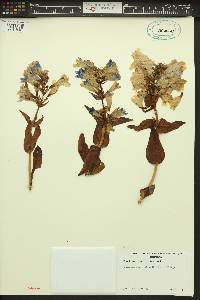 Penstemon pennellianus image