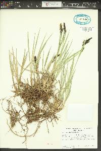 Carex spectabilis image