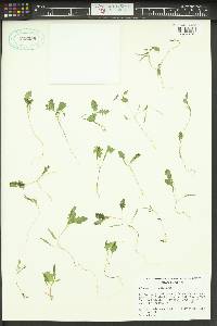 Solanum triflorum image