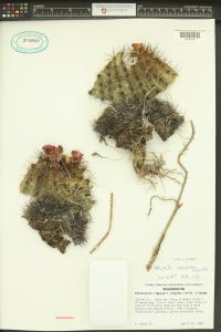 Pediocactus nigrispinus image