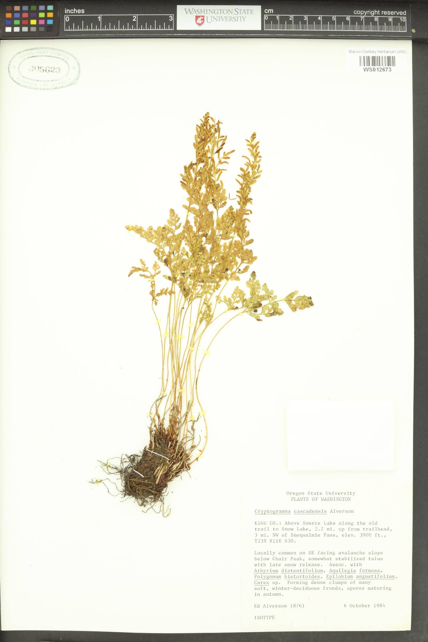 Cryptogramma cascadensis image