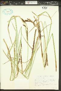Carex aquatilis var. aquatilis image