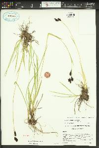 Carex luzulina var. atropurpurea image