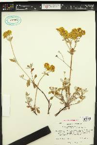 Eriogonum umbellatum var. furcosum image