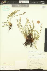 Woodsia oregana subsp. oregana image