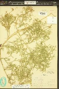 Diphasiastrum complanatum image
