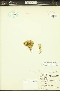 Huperzia appalachiana image