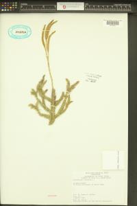 Lycopodium clavatum image