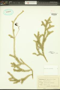 Lycopodium clavatum image