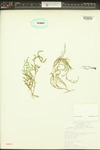 Selaginella oregana image