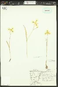 Calochortus eurycarpus image