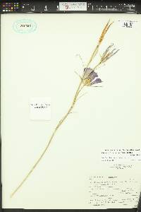 Calochortus macrocarpus image