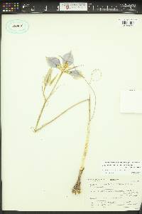 Calochortus macrocarpus image
