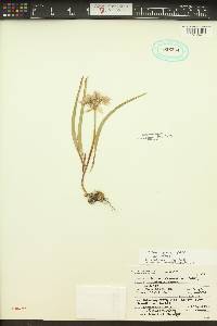 Allium tolmiei image
