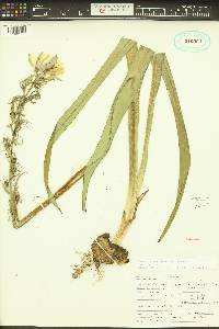 Camassia quamash image